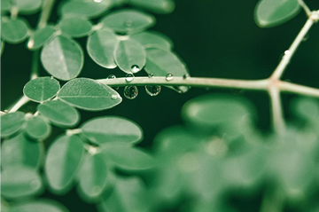 Behind vanasparsh: A Journey Rooted in Nature