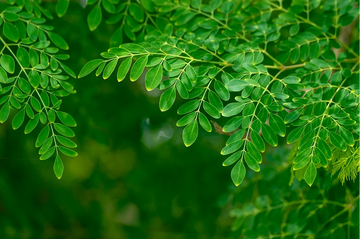 The Power of Moringa: Nature’s Multivitamin